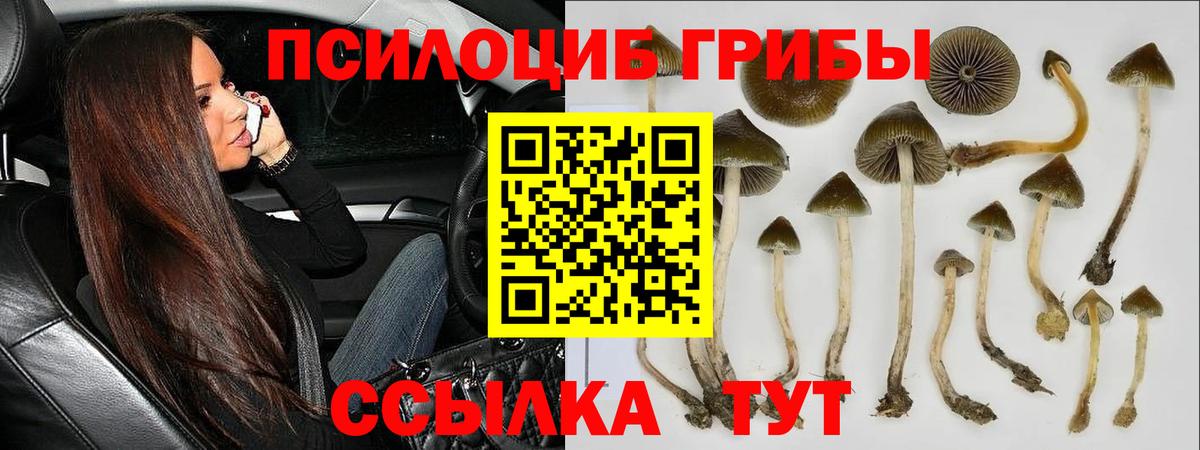 Галлюциногенные грибы Cubensis Кольчугино
